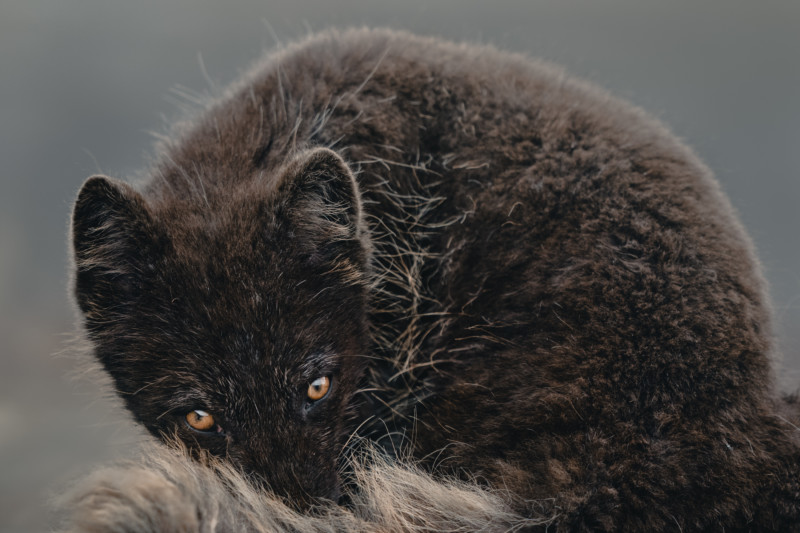 Arctic Fox