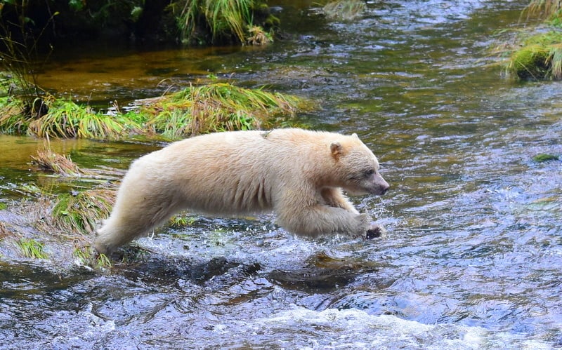 spirit bear