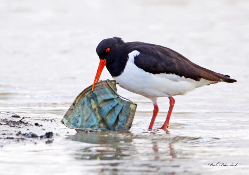 Euroasian Oystercatcher