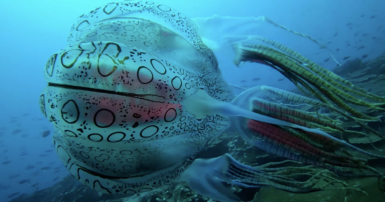 First-Ever Video Footage of an Extremely Rare Box Jellyfish | PetaPixel