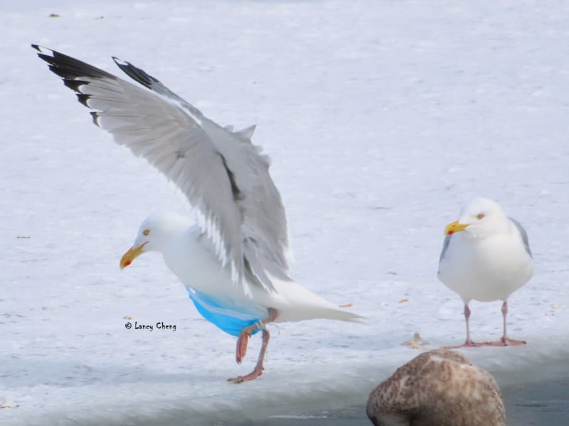 Herring Gull