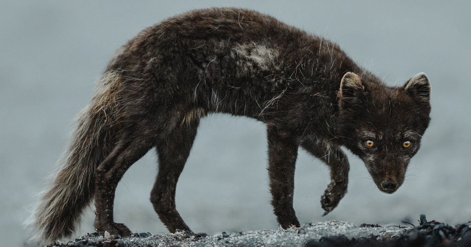 Photographing Arctic Foxes in Iceland’s Hornstrandir Nature Reserve