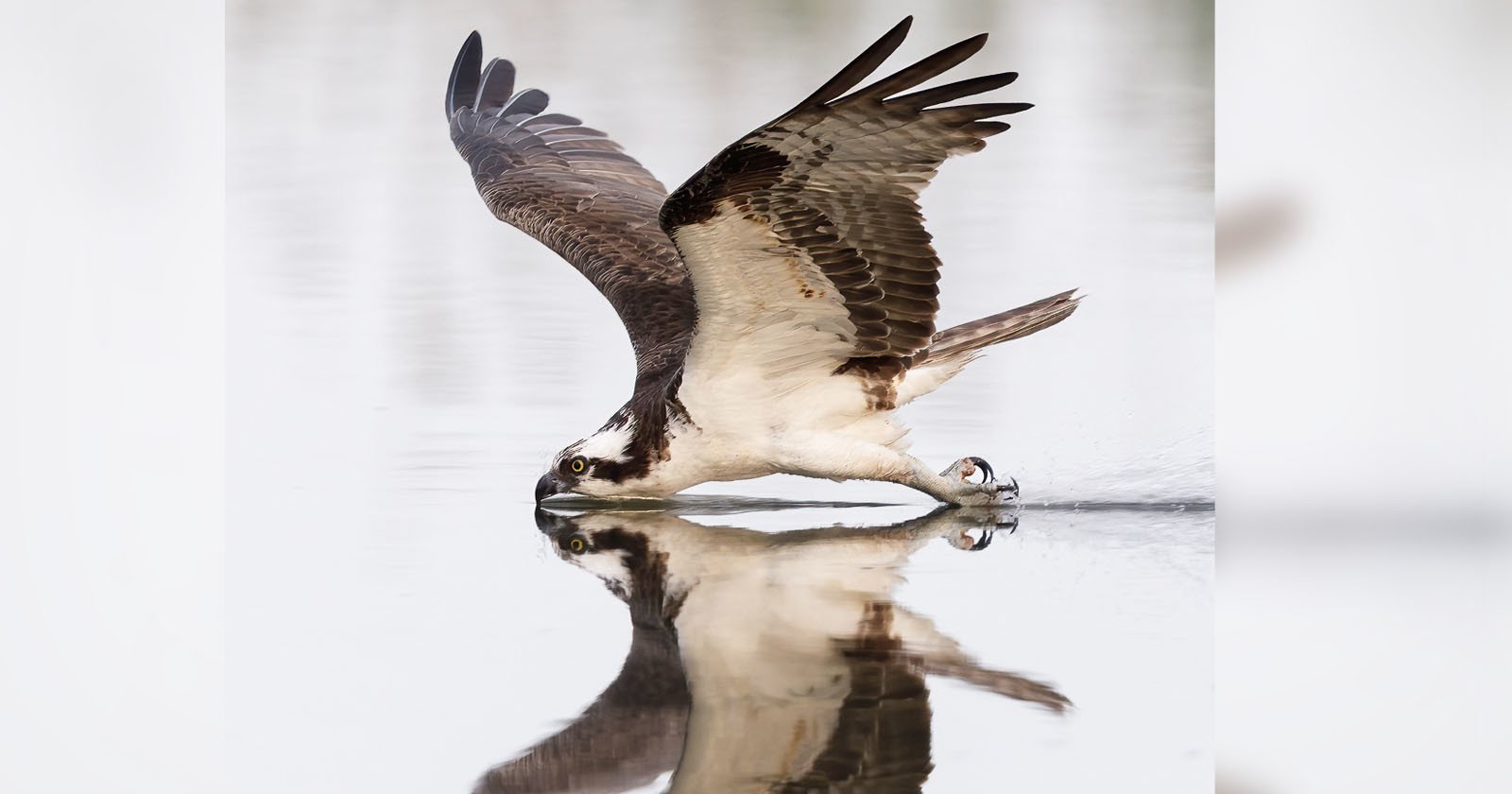 Spectacular and Unusual Photo of an Osprey Gliding on the Water’s Surface