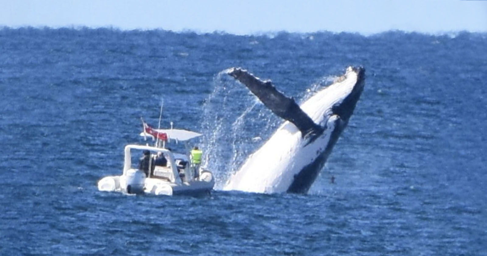 whale breaching on boat
