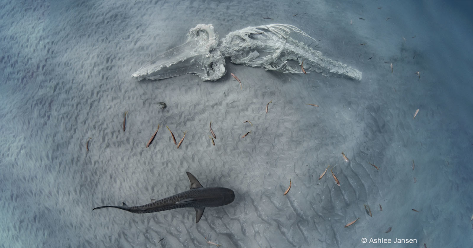 Shark Circling Whale Carcass Wins Nature Photography Competition