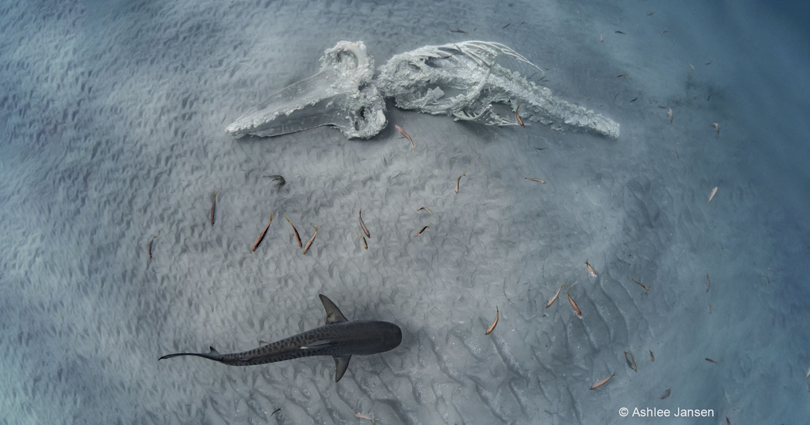 Shark Circling Whale Carcass Wins Mother nature Photography Levels of competition