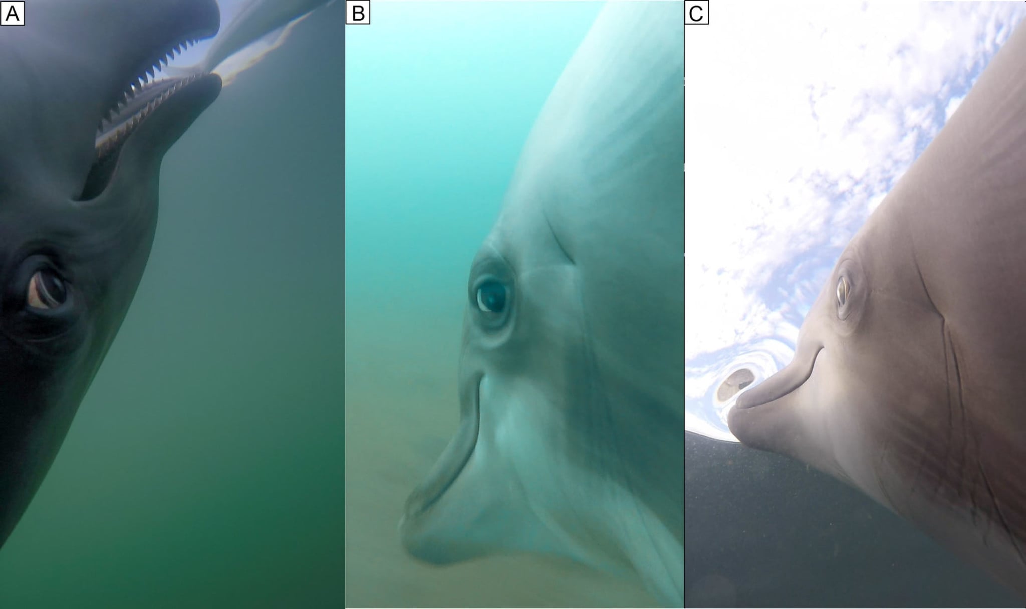 GoPros Strapped to Dolphins Let You Watch Them Hunt in Incredible ...
