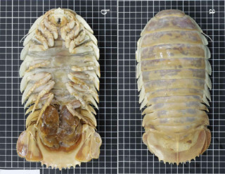 Photos of an Newly Discovered Species of Large Deep-Sea Isopod | PetaPixel
