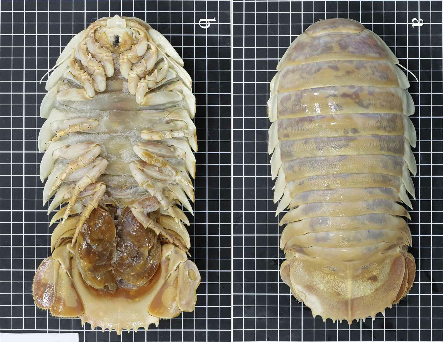 Photos of an Newly Discovered Species of Large Deep-Sea Isopod | PetaPixel