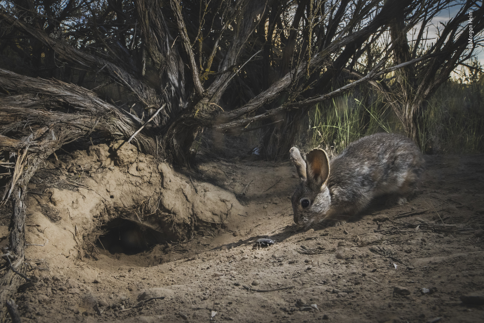 The 2022 Wildlife Photographer of the Year's Most Commended Photos