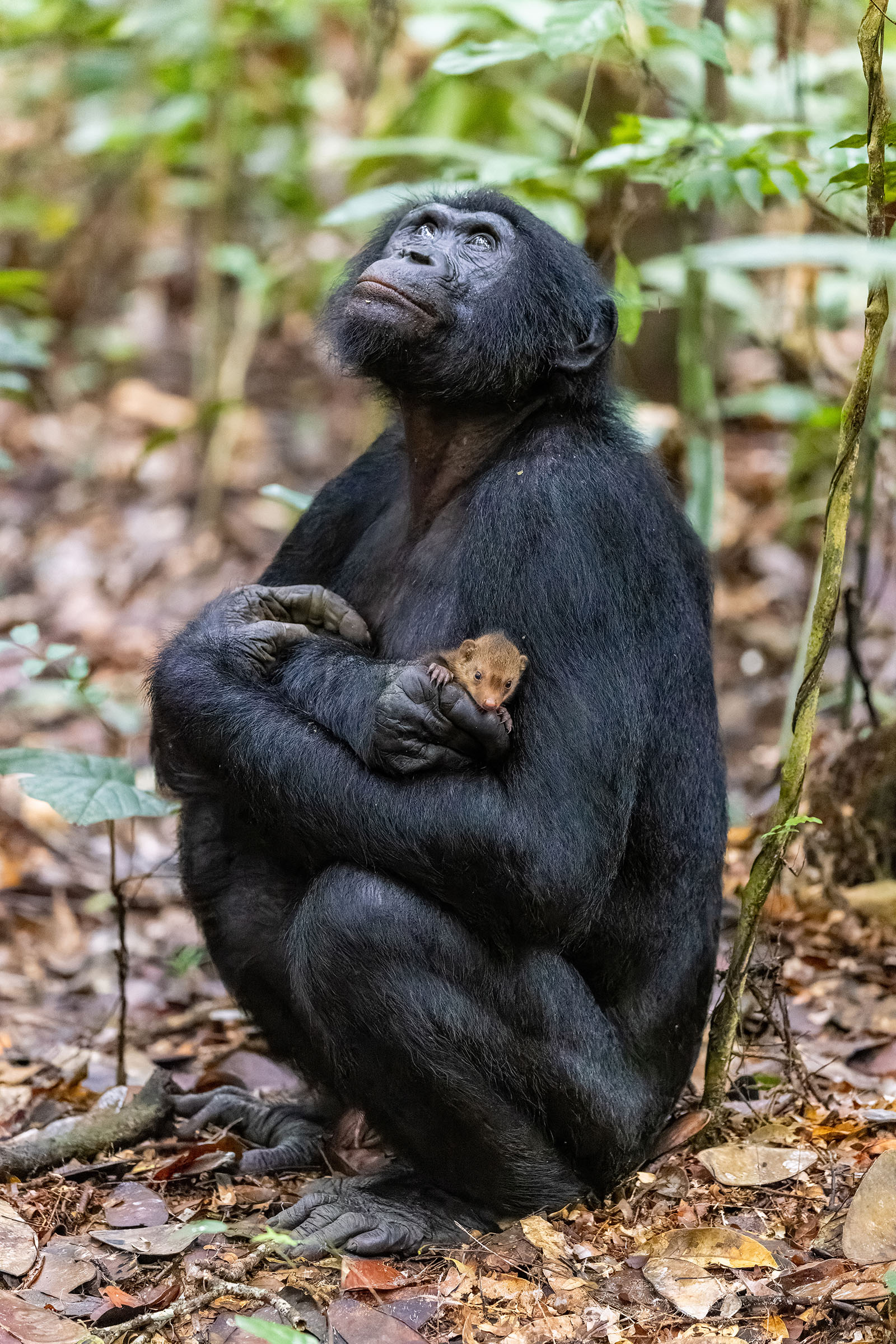 Карликовый шимпанзе 6