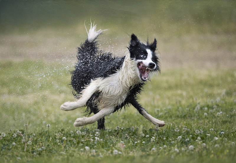 The Comedy Pet Photo Awards