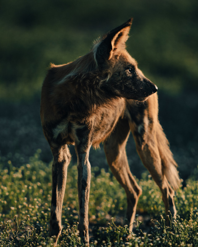 African wild dog