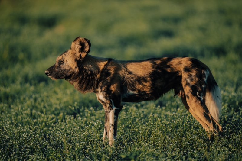 African wild dog