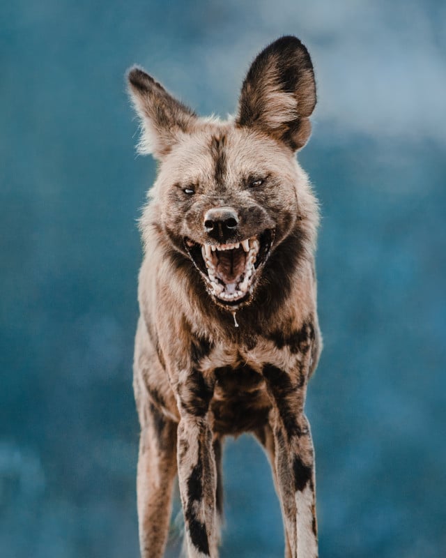 African wild dog