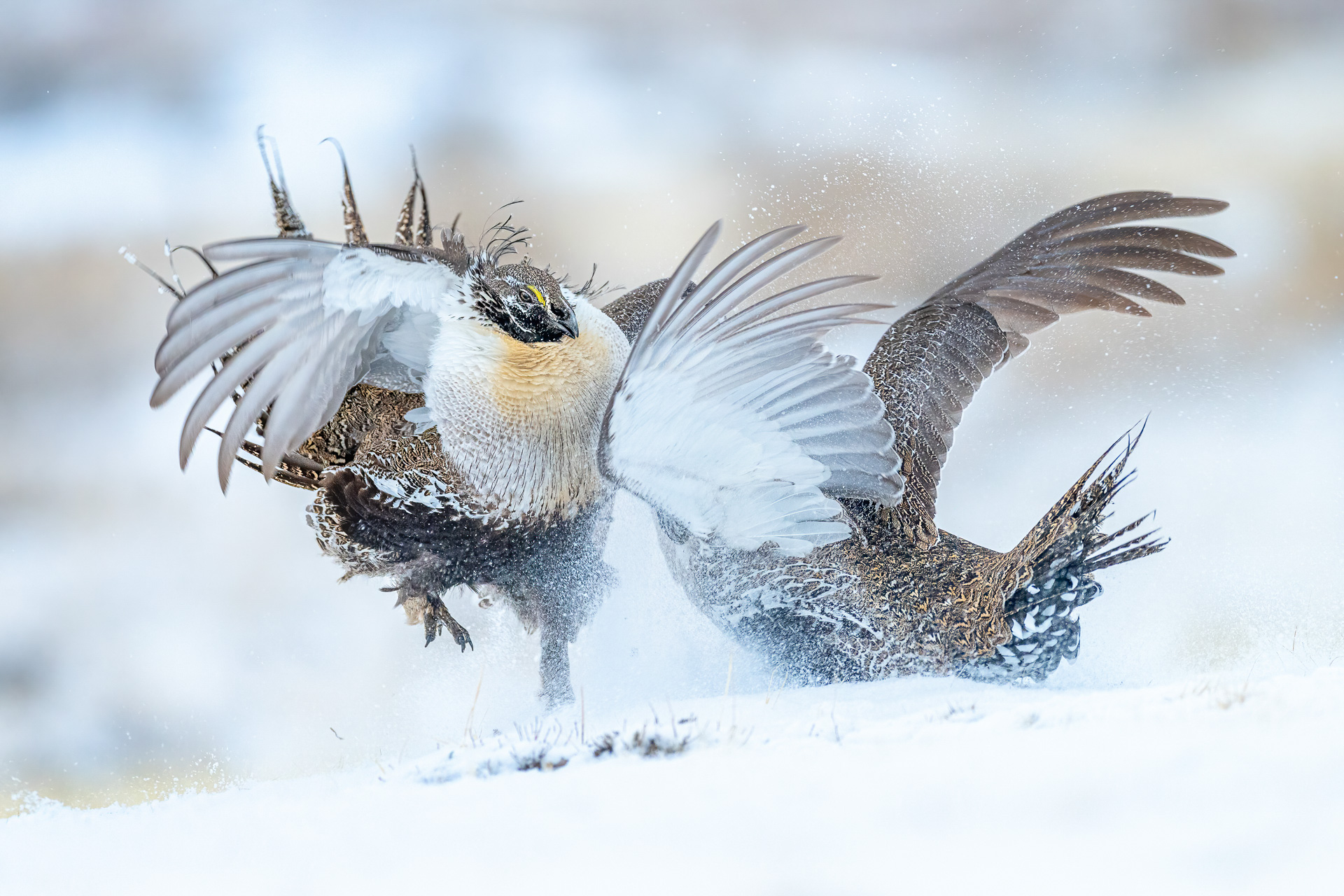 The Winners of the 2022 Bird Photographer of the Year Competition ...