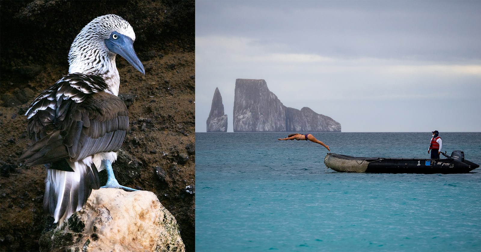 Photographing the Diverse Wildlife and Nature of the Galápagos Islands |  PetaPixel