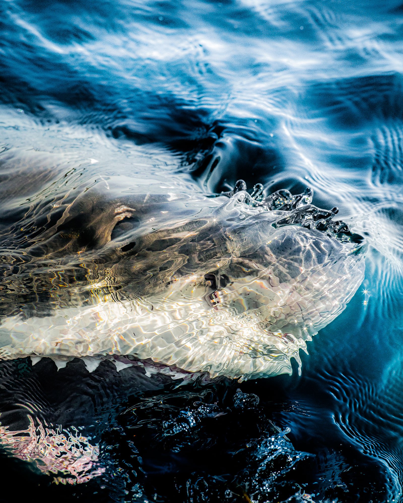 Great white shark about to breach water