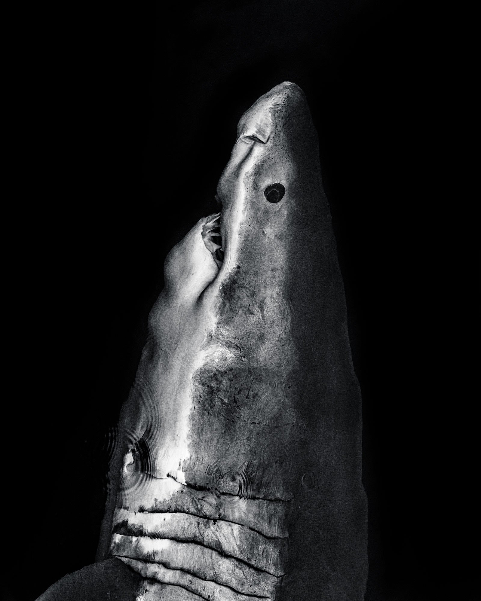 Profile image of a shark in black and white. Shark is against a black background