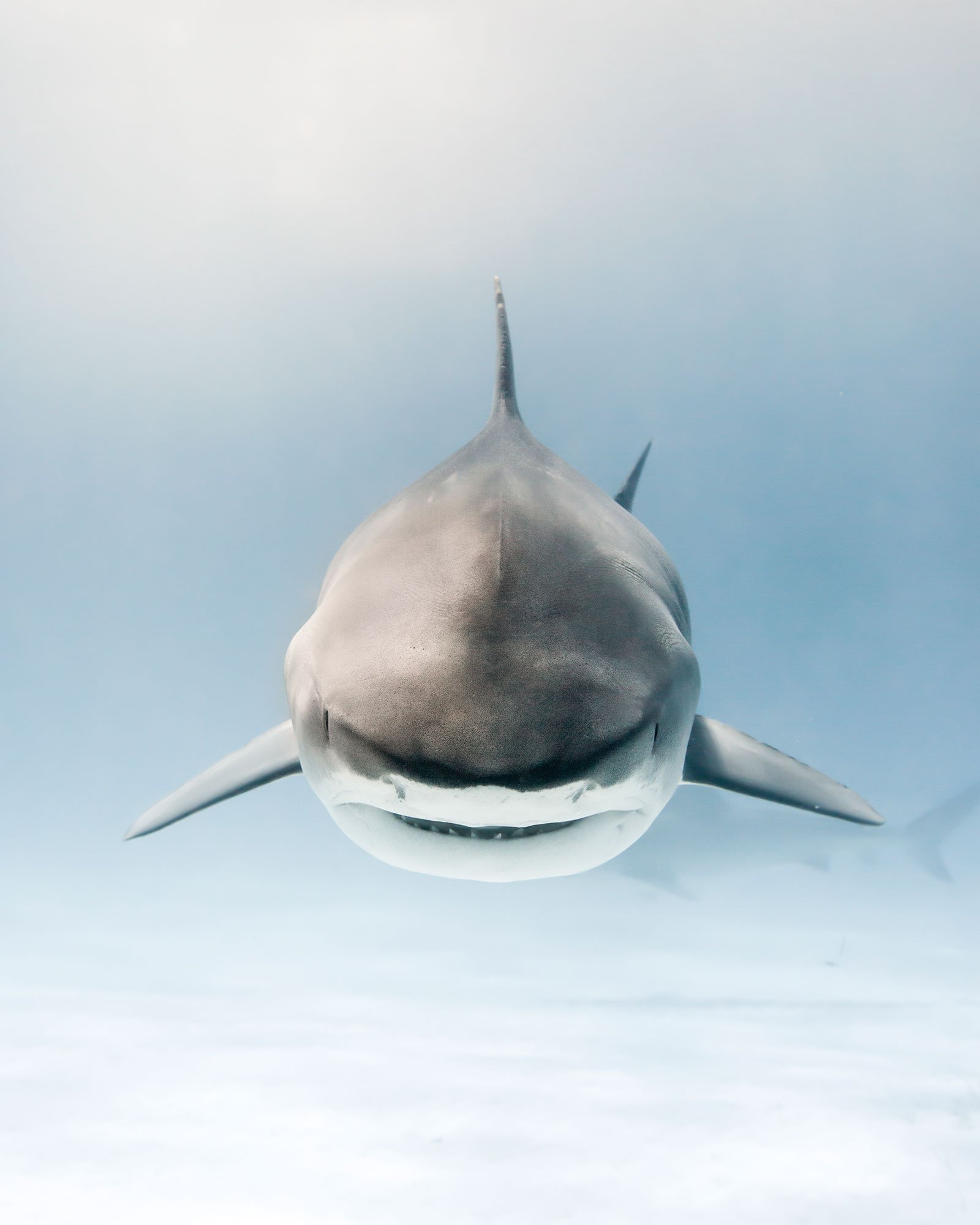 forward shot of shark in faint clear blue water