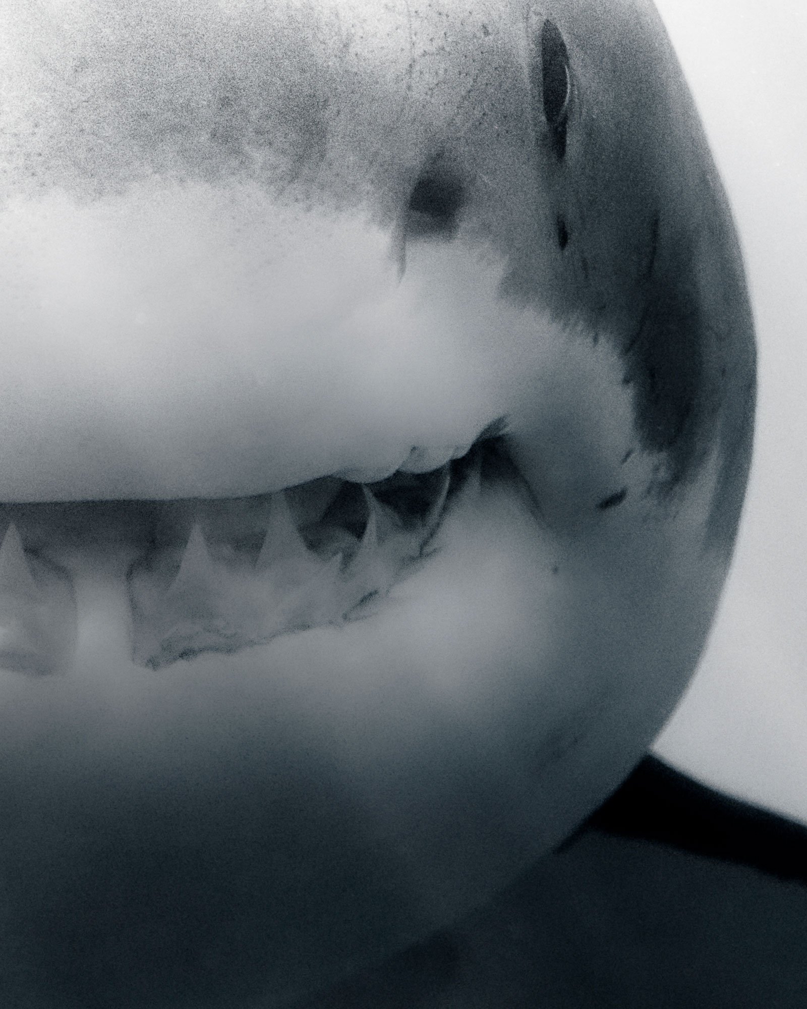 up close shot of shark' mouth in black and white