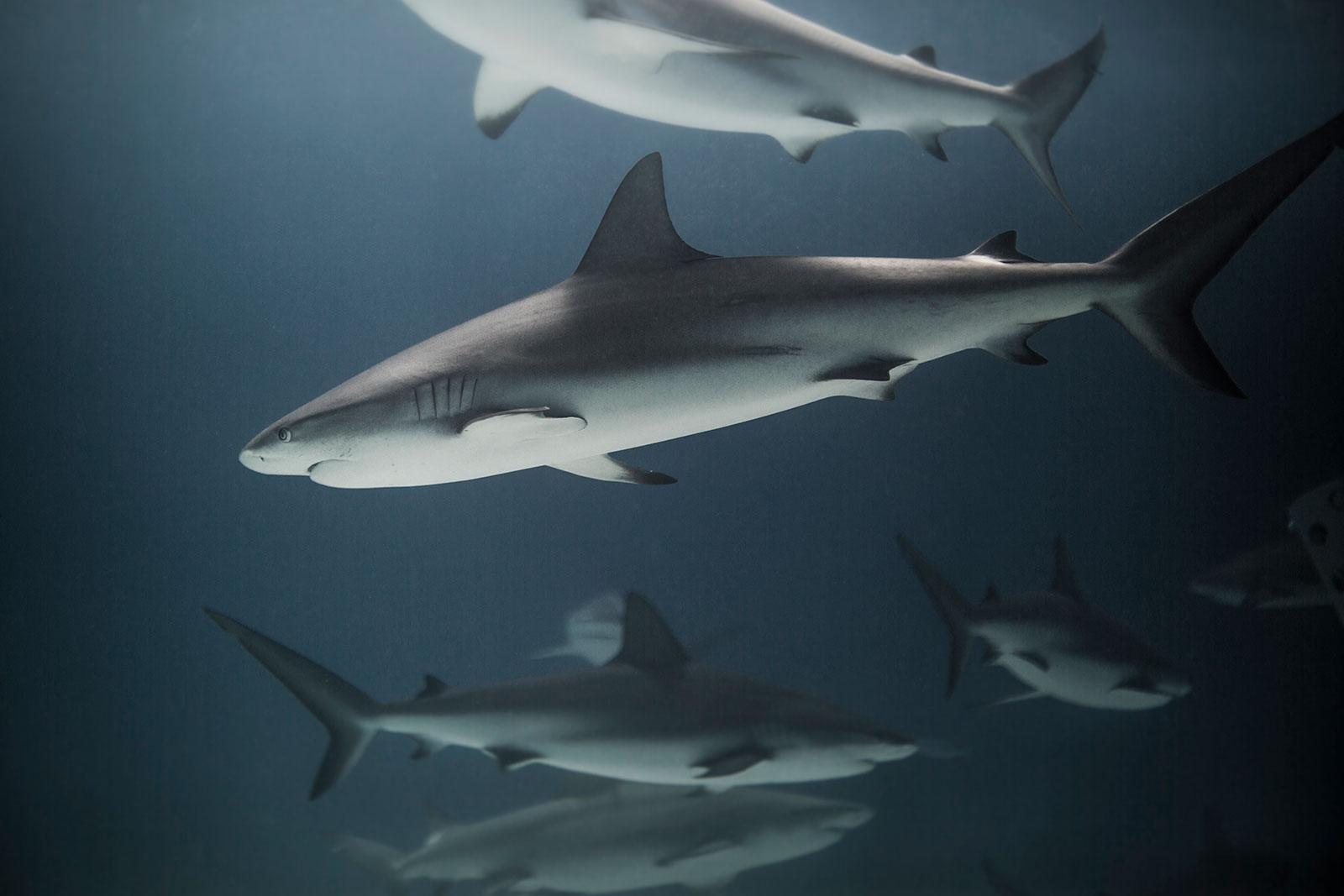 Image of gray sharks swimming in well lit, but blue tinted waters
