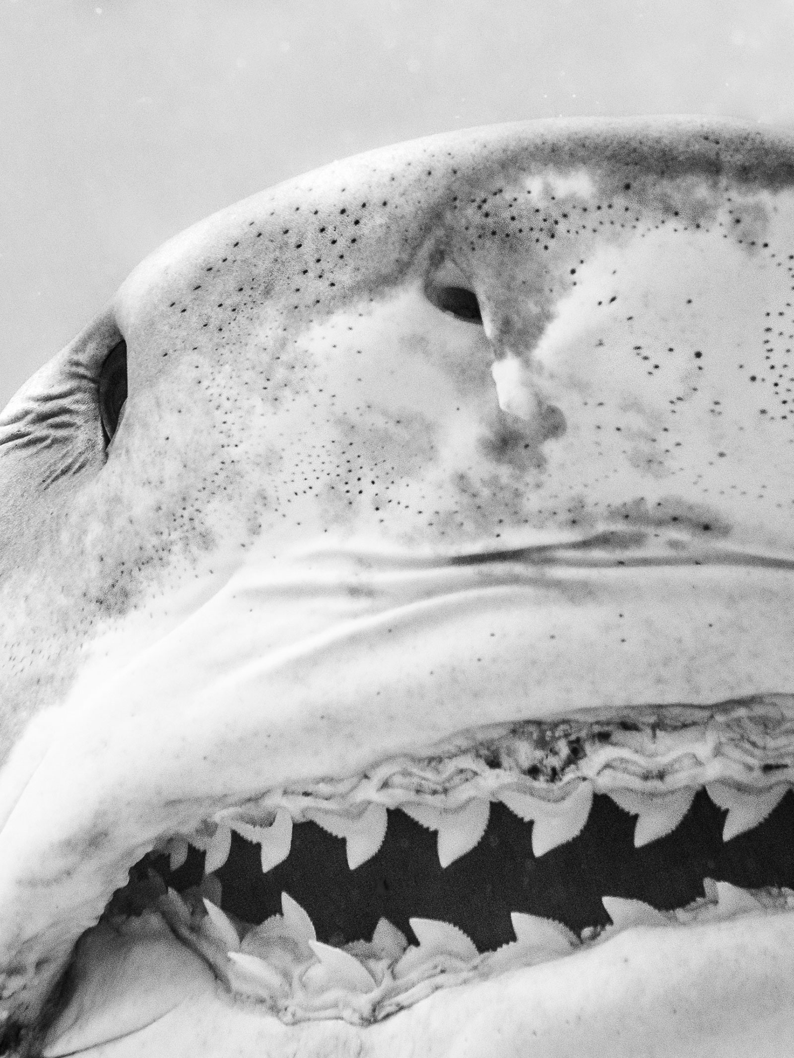 Black and white image of great white shark