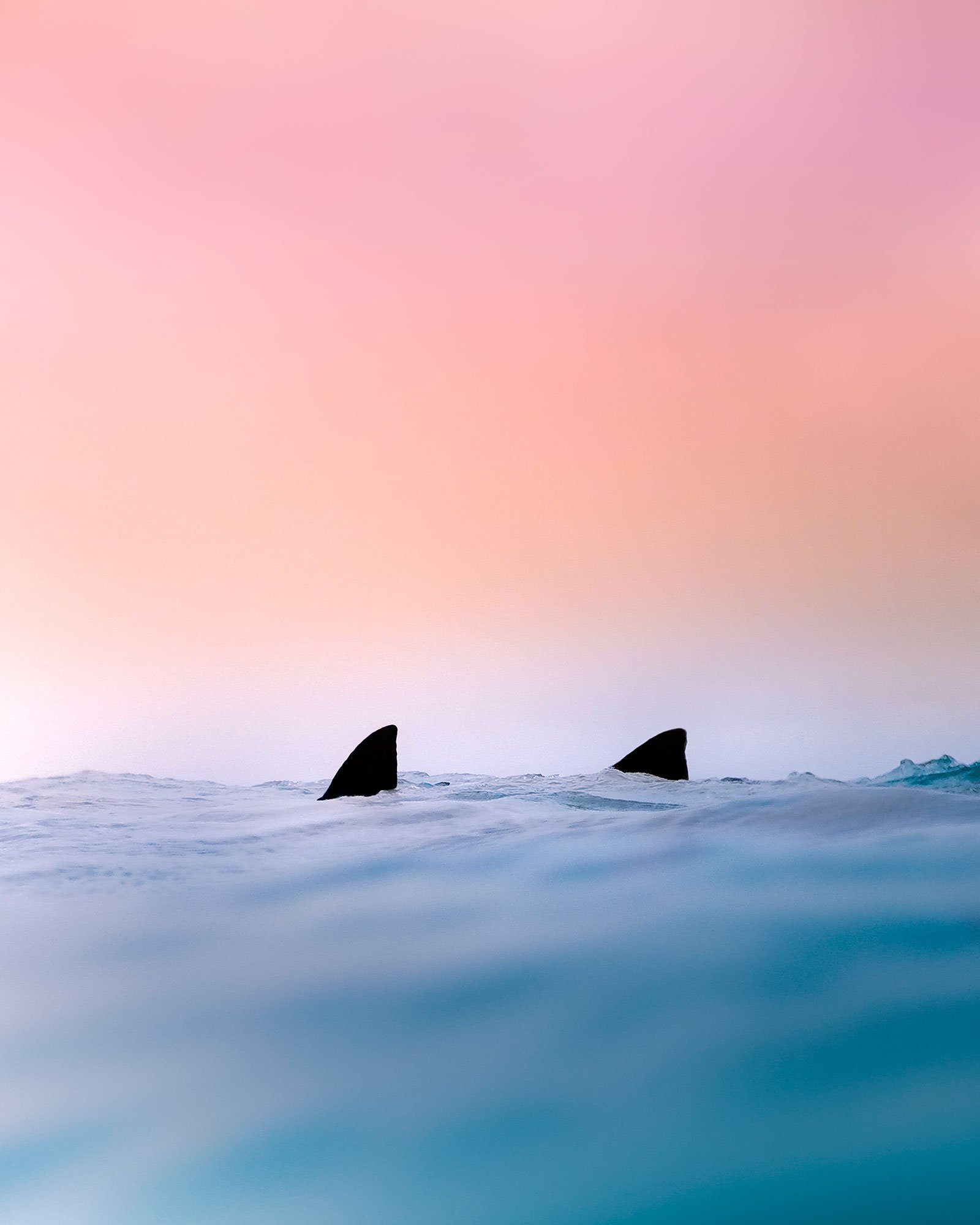 Shark Fins Poking out of water with a pink sky in the background