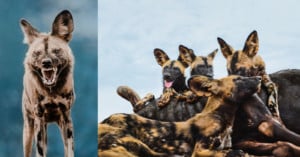 The Endangered African Wild Dog