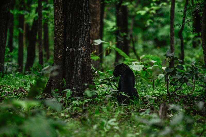 Rare Black Leopard Spotted in Indian Wildlife Park