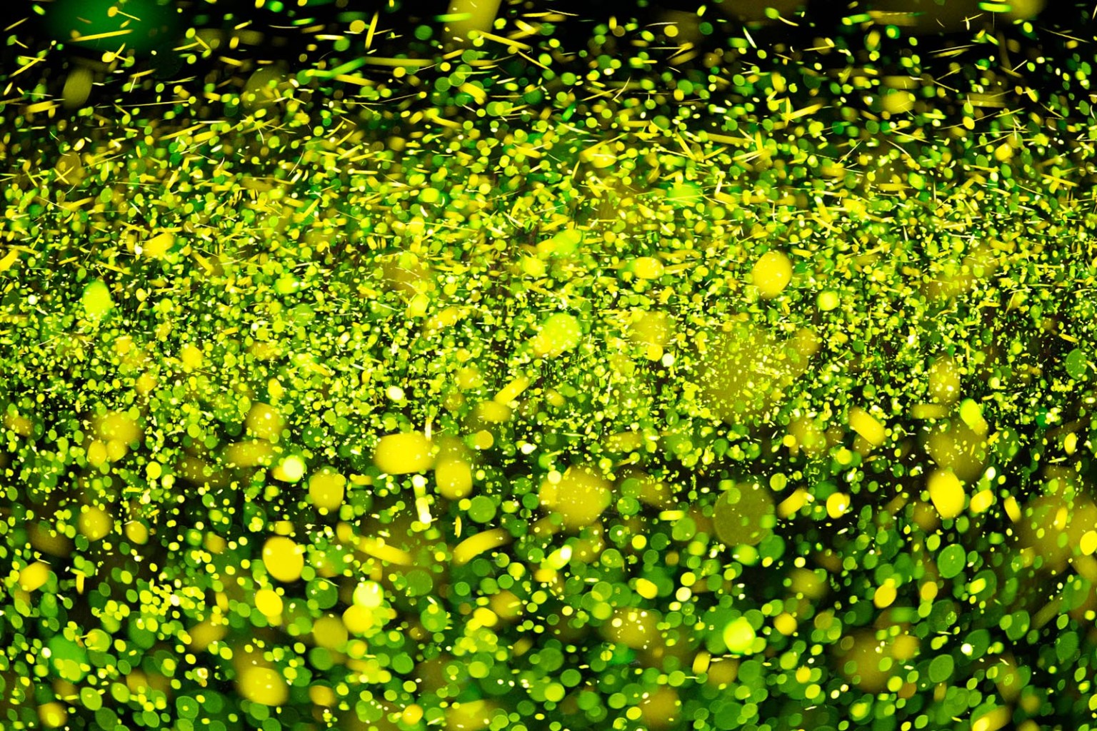 Magical Photos Shed New Light on How Fireflies Interact with the World ...