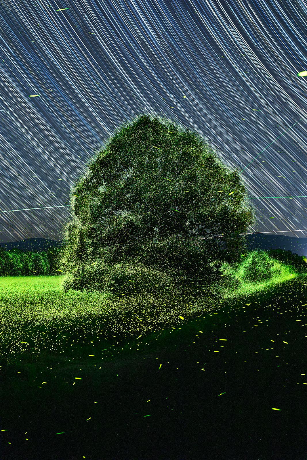 Magical Photos Shed New Light on How Fireflies Interact with the World ...