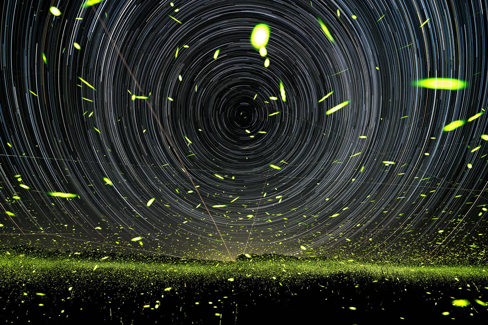 Magical Photos Shed New Light on How Fireflies Interact with the World ...