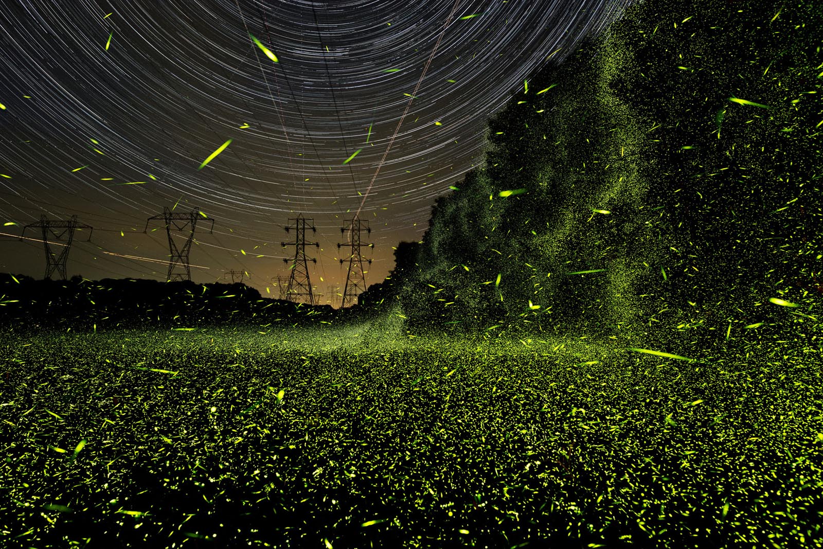 Magical Photos Shed New Light on How Fireflies Interact with the World ...