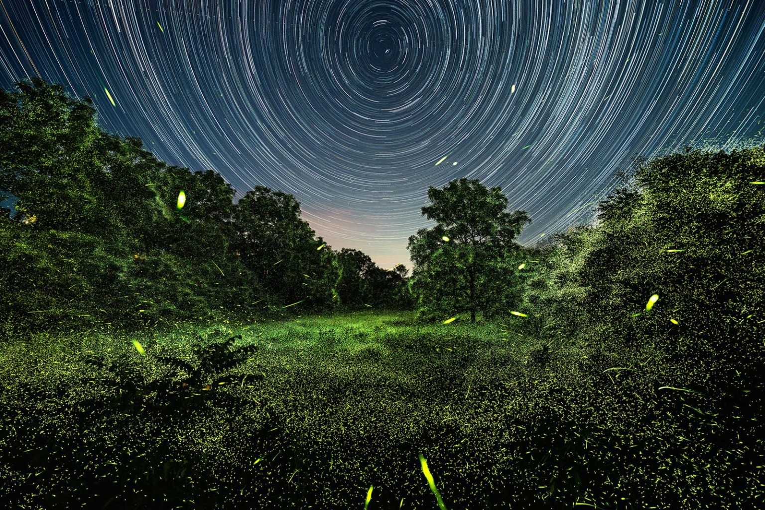 Magical Photos Shed New Light on How Fireflies Interact with the World