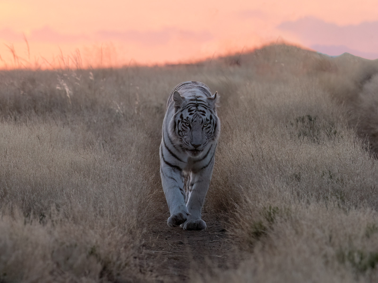 9 Tips For Capturing Wildlife in Motion | PetaPixel
