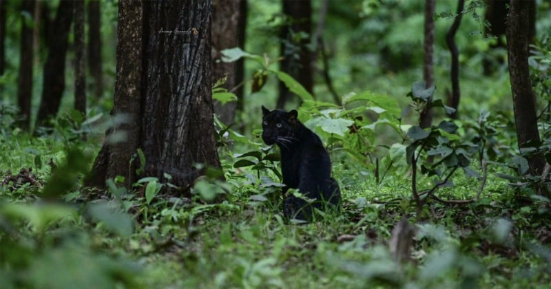 Photographer Waits Nine Hours to Capture 'Thrilling' Black Leopard Photo