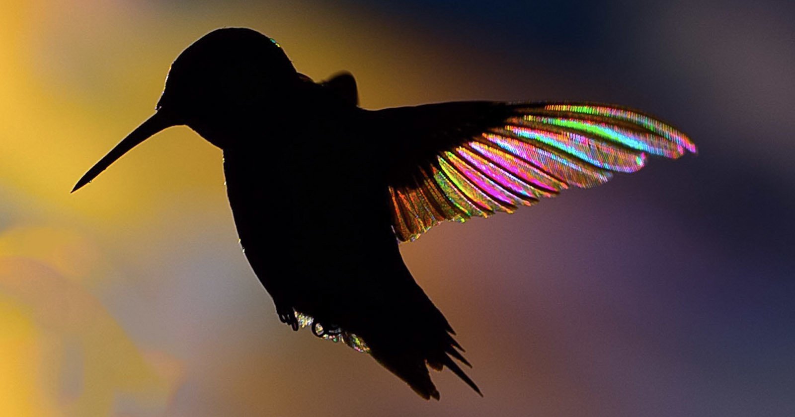Photographer Waits Three Summers to Recreate Hummingbird Prism Shots