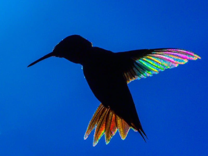 hummingbrid prism