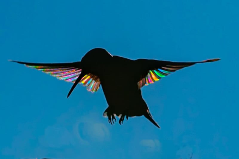hummingbrid prism