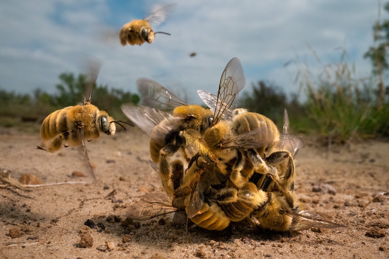 Buzzing Ball of Cactus Bees Wins Wildlife Photographer of the Year