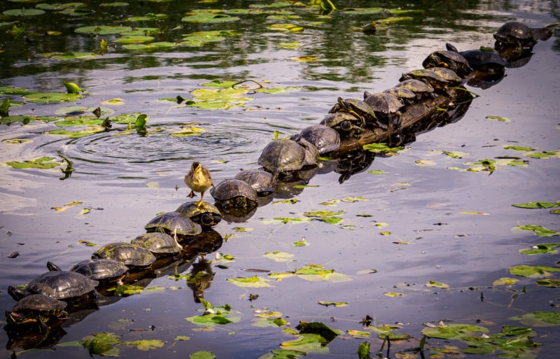 2022 Comedy Wildlife Photo Awards