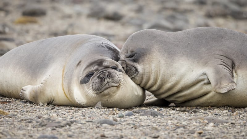 2022 Comedy Wildlife Photo Awards