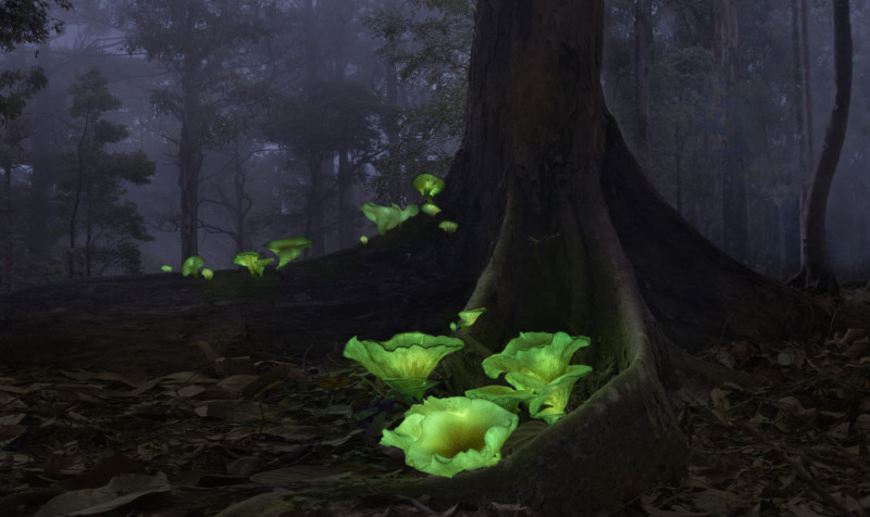 Tilnavnet spøgelsessvampe på grund af dets uhyggelige grønne skær, de videnskabelige navne på disse selvlysende svampe er Omphalotus Nidiformis.
