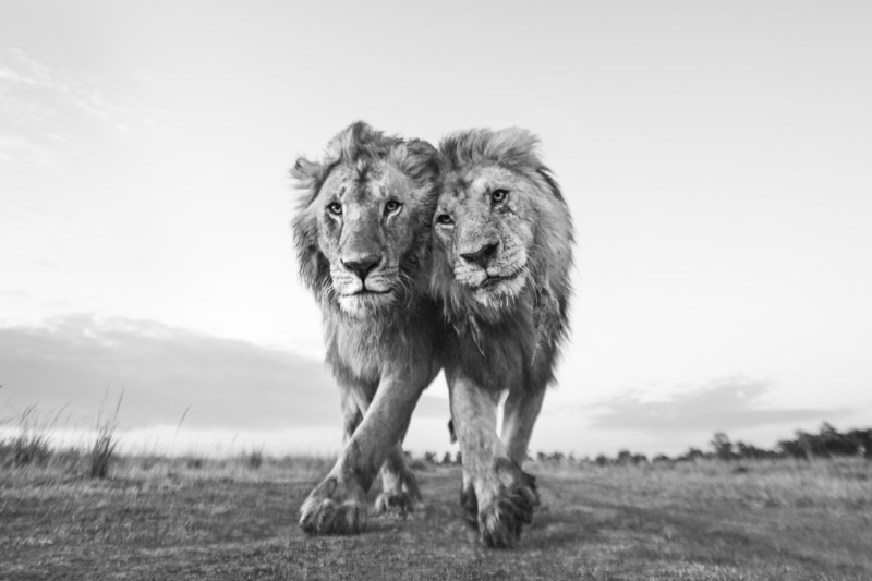   Masai Mara, Kenya.  Løven til højre er tydeligt ældre end sin ungdommelige følgesvend.  Den gamle fyr er en af ​​de fire musketerer, der regerede Mara for længe siden.