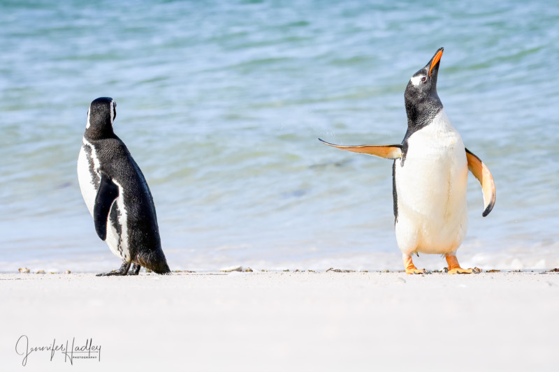 2022 Comedy Wildlife Photo Awards