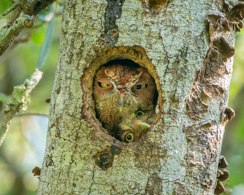 2022 Comedy Wildlife Photo Awards