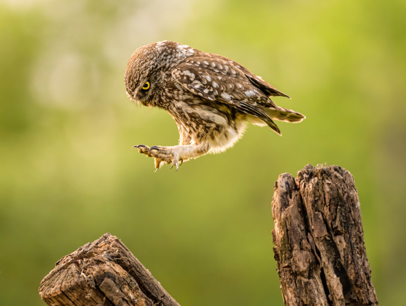 2022 Comedy Wildlife Photo Awards