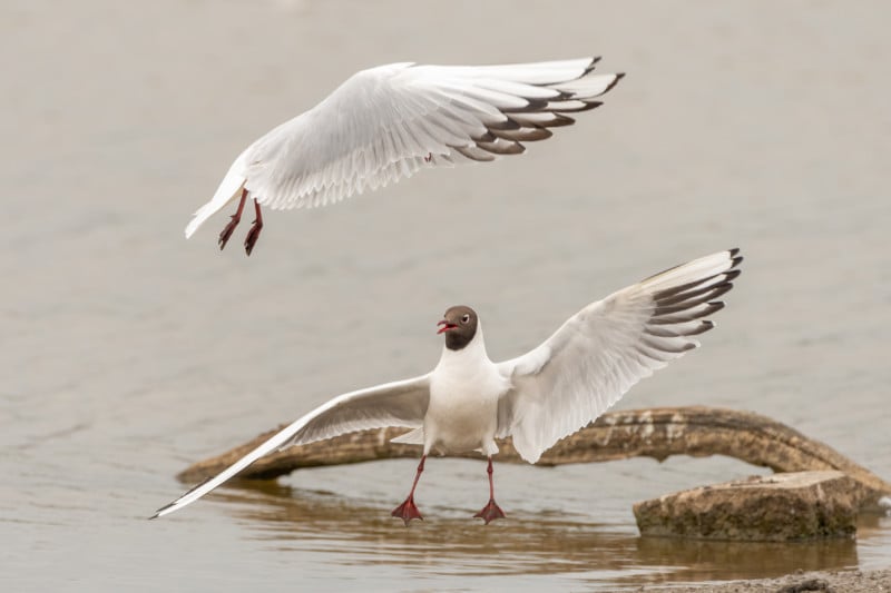 2022 Comedy Wildlife Photo Awards