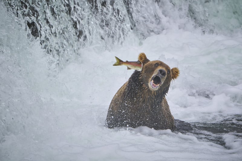 2022 Comedy Wildlife Photo Awards